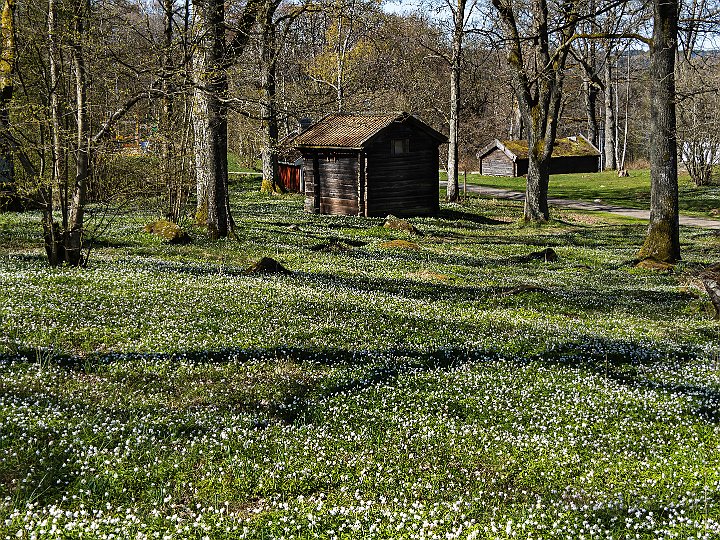 Stadsparken vår1.jpg